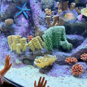 Peces y arrecifes coloridos en el Mundo Marino de Ritoque