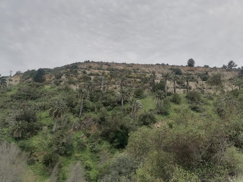 Palmar el Salto – Quebrada el Quiteño