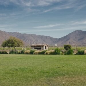 Viñedo ecológico con paisaje de montañas y campo verde
