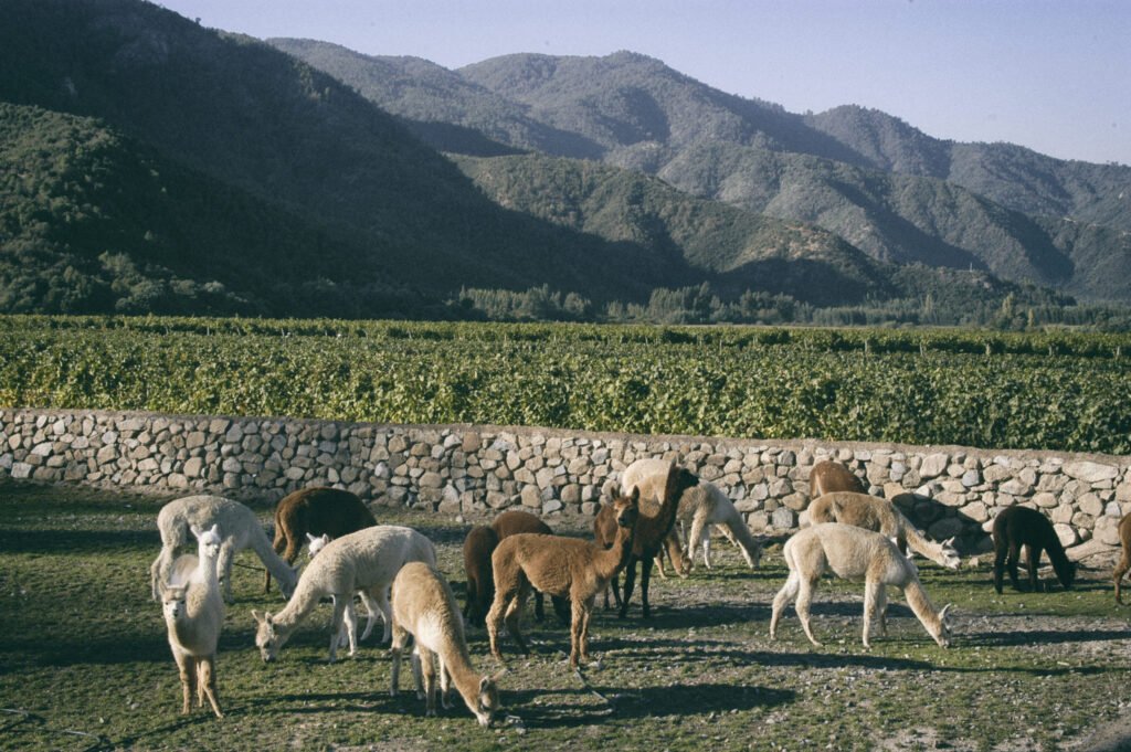 Entre viñas y cerros