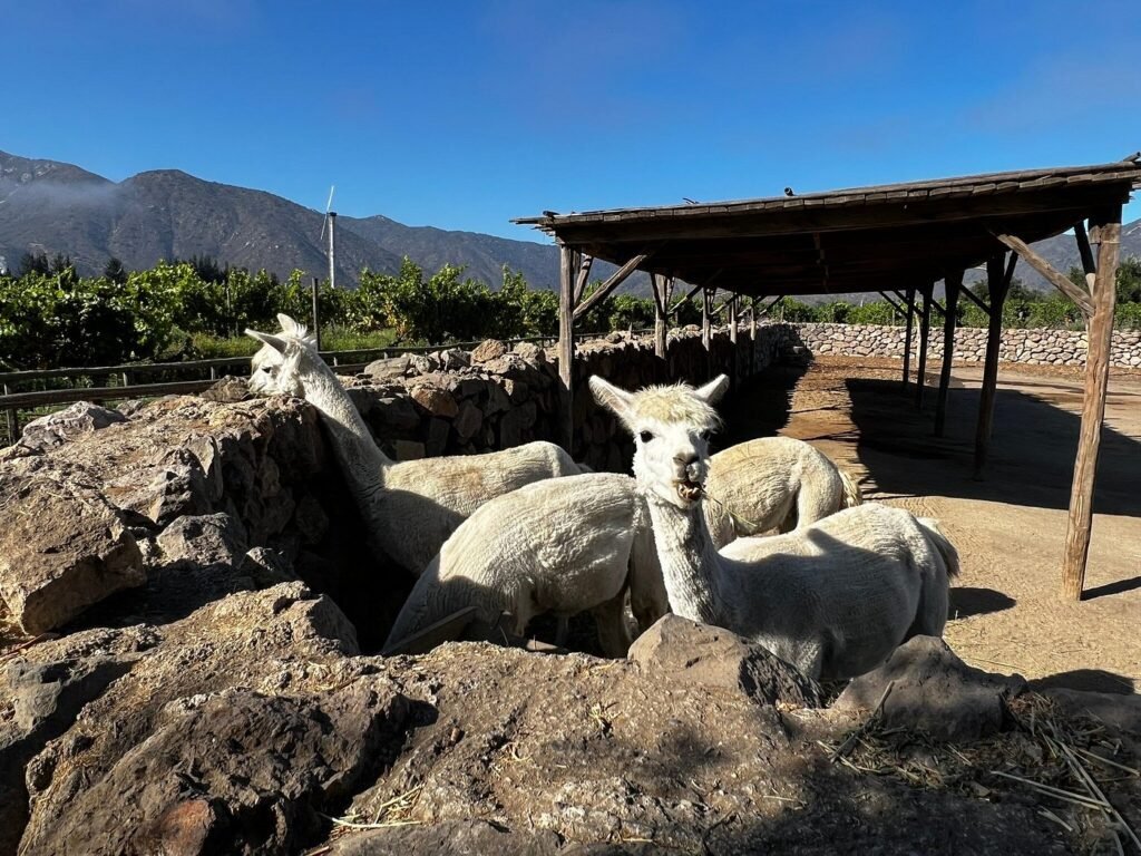 Tour degustación jugos