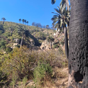 Palmar el Salto - Quebrada el Quiteño