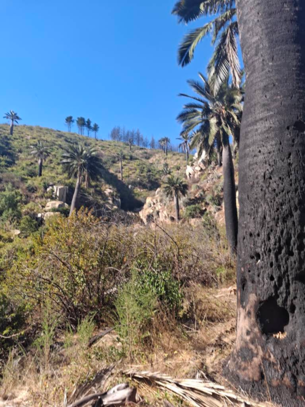 Palmar el Salto – Quebrada el Quiteño