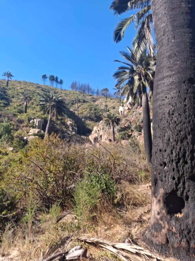Palmar el Salto – Quebrada el Quiteño