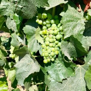 Uvas verdes en la vid, ideales para jugos y cata