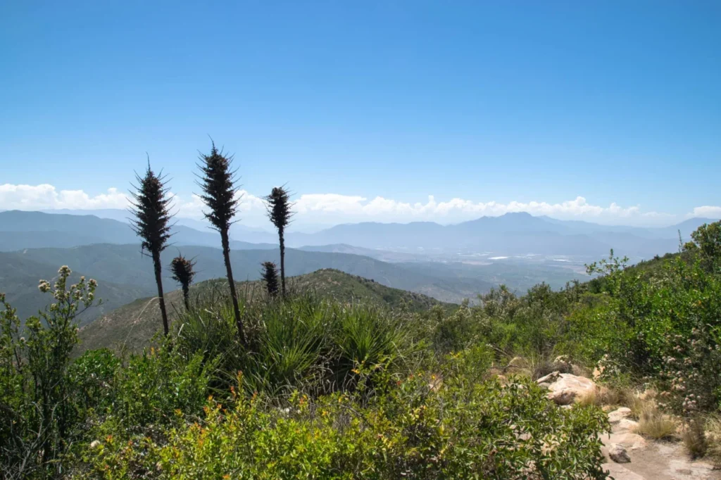 Cerro Mauco